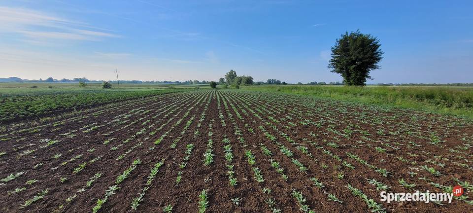 żmijowiec grecki jednoroczny roślina miododajna Pszczelarstwo małopolskie