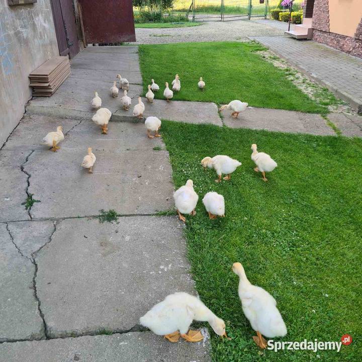 Jaja lęgowe Gęsi białej Skołyszyn sprzedam