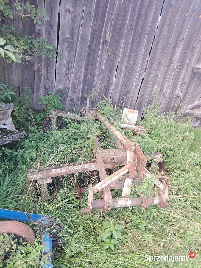 Talerzowka nieuszkodzony Klonownica Mała sprzedam