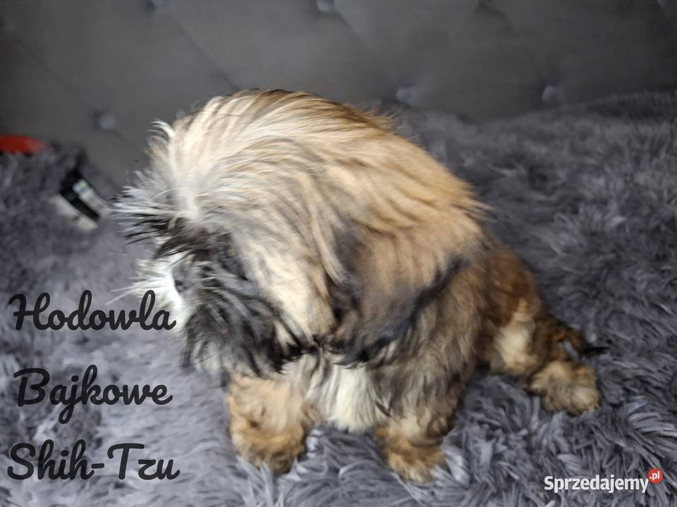 Szczeniaczki shih tzu suczki pieski czekoladowe Zwierzęta łódzkie