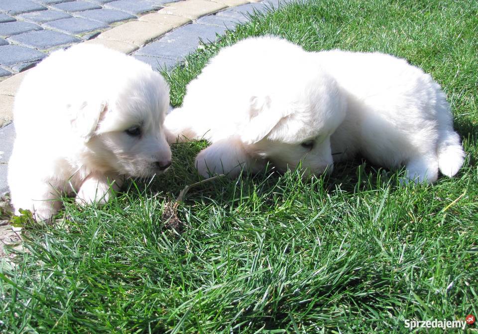 owczarek podhalański Psy Poniatowa