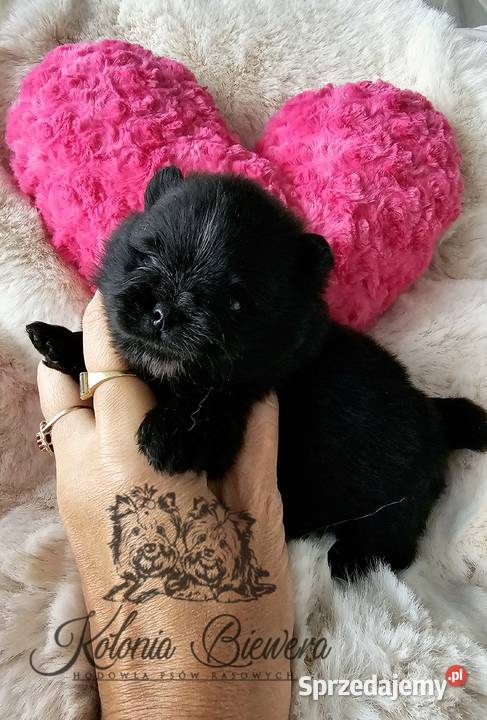 Szpic MiniaturowyPomeranian piesek czarny ze Szpic miniaturowy Sędziejowice sprzedam