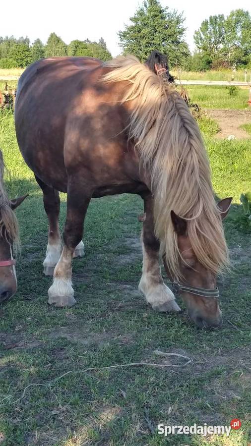 Kobyła żrebna lubelskie Ujazdów sprzedam