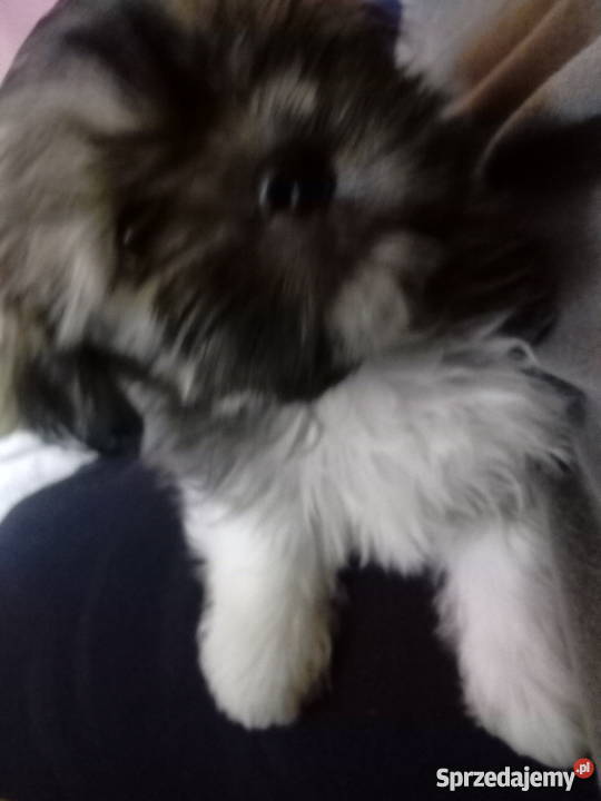 Szczeniaki Shih Tzu lubelskie Kraśnik