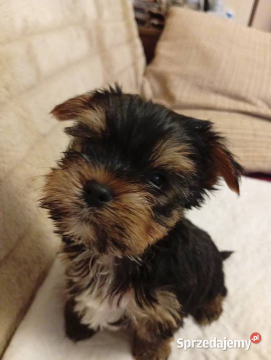 Yorkshire terrier szczenięta lubelskie Krasnystaw