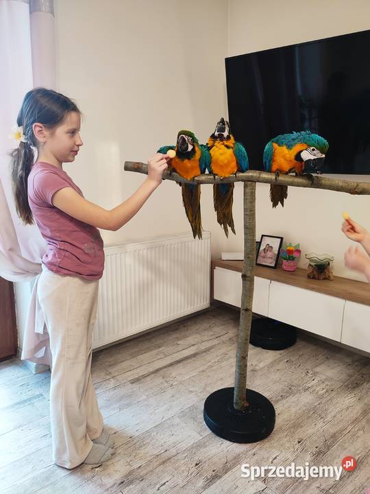 Ara ararauna ręcznie karmione Jaworzynka sprzedam