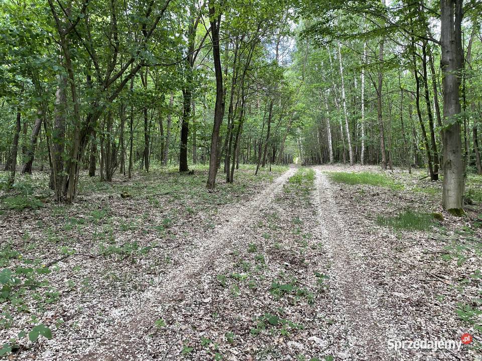 Las 858ha z działką rekreacyjną 85800m2 Lipa