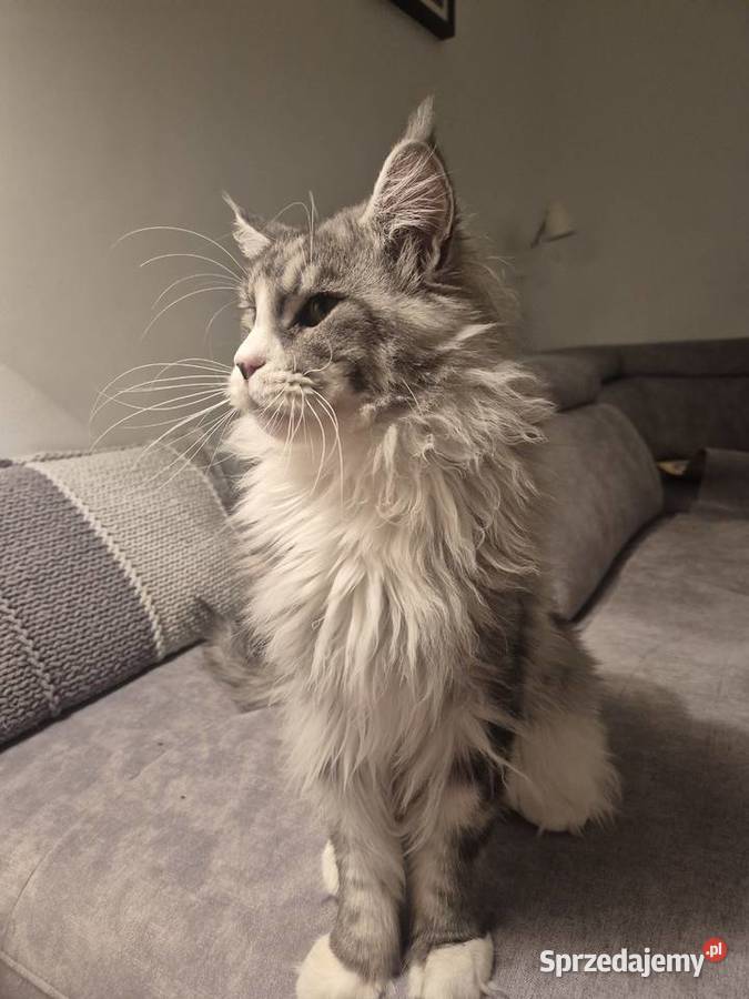 Maine coon kocurek