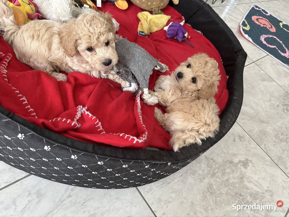 Bichon frise Pudel toy bichpoo Pozostałe Wrocław