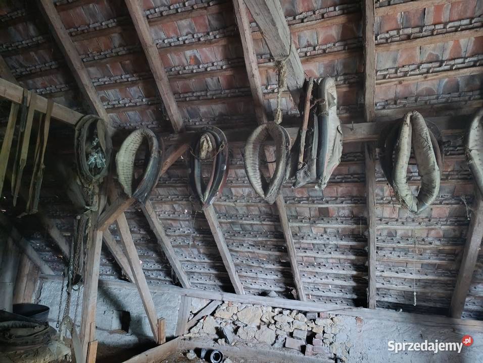 Homonto uprząż Dla koni Opole