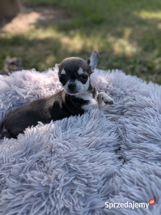Chihuahua suczka xxs Szczaworyż