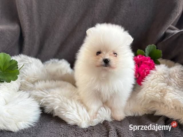 SZPIC MINIATUROWY POMERANIAN PIĘKNA SUNIA Szpic miniaturowy mazowieckie Warszawa