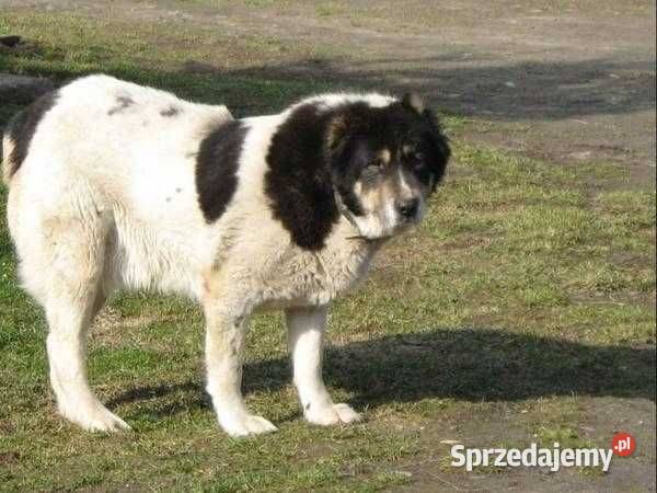 Szkolenie PSÓW hodowla i Hotel psów Kraśnik