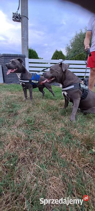 Piękne szczenięta Amstaff Blue