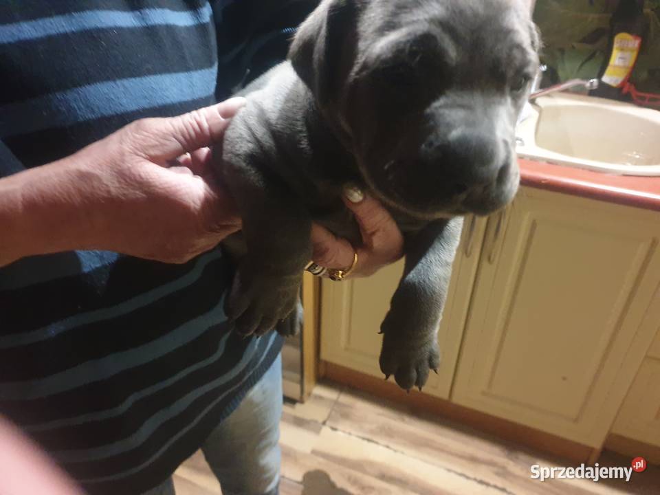Cane Corso Łódź