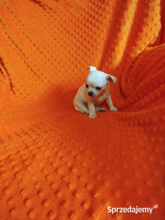 Urocze szczenięta rasy Chihuahua