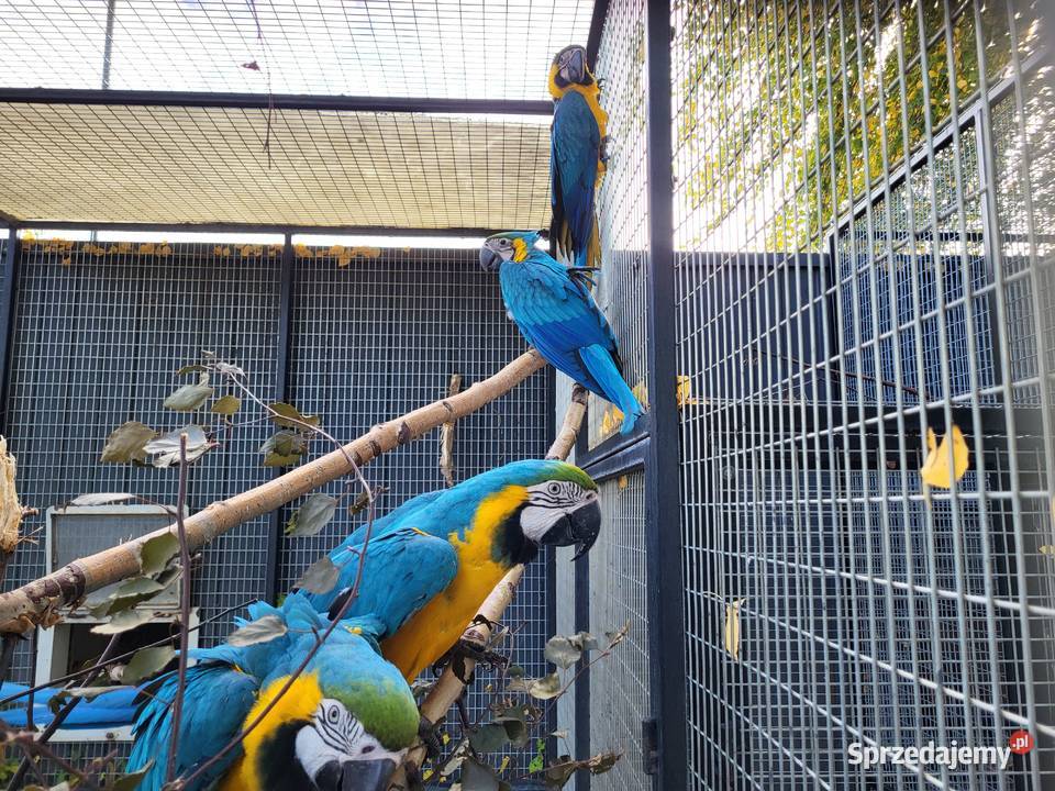 Ara ararauna 2025 r Aleksandrów Kujawski