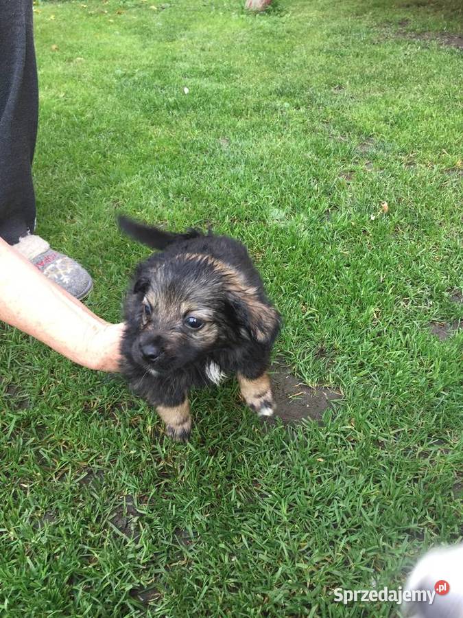 Okazja śliczne pieski małopolskie Stary Sącz sprzedam