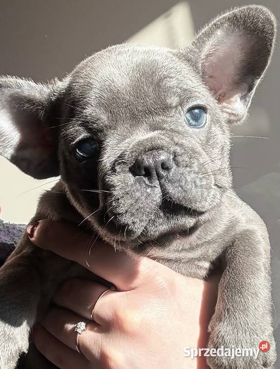 Przepiękne buldogi francuskie blue niebieskie dolnośląskie Wrocław