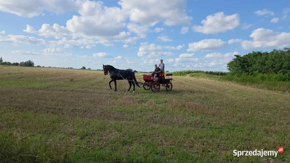 Sprzedam klacz ślaską 3 lata Topólka