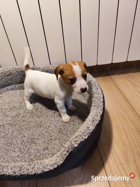 Jack Russell terrier Piątek sprzedam