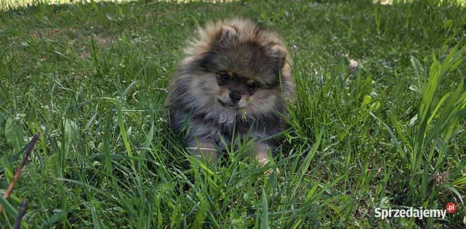 Szpic miniatirowy Pomeranian FCI Szpic miniaturowy