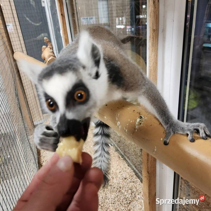 Lemur Katta młody 8 miesięcy Pozostałe