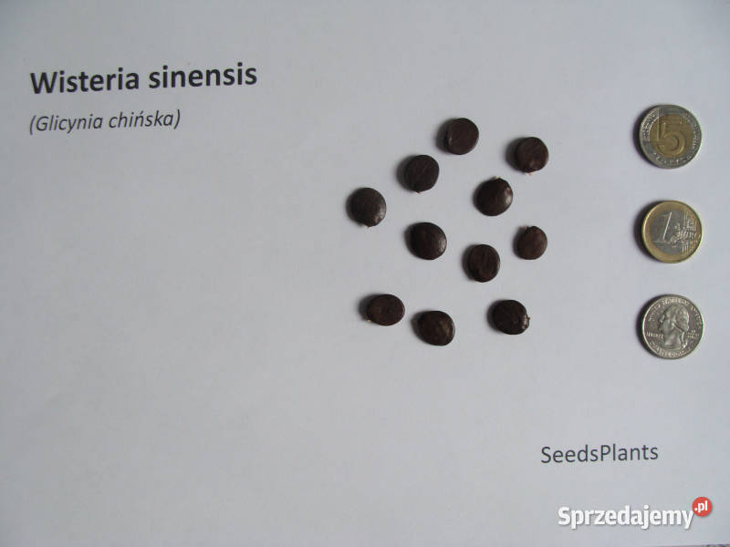 GLICYNIA CHIŃSKA Wisteria sinensis NASIONA 200 Lubanie