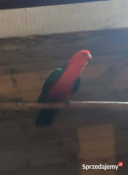 Szkarłatka królewska samiec Jasło