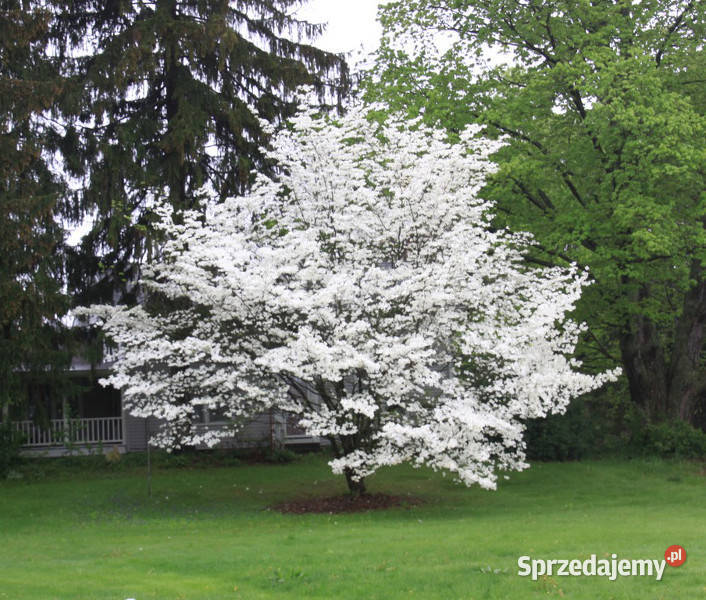 DEREŃ KWIECISTY Cornus florida NASIONA 90 sztuk Lubanie sprzedam