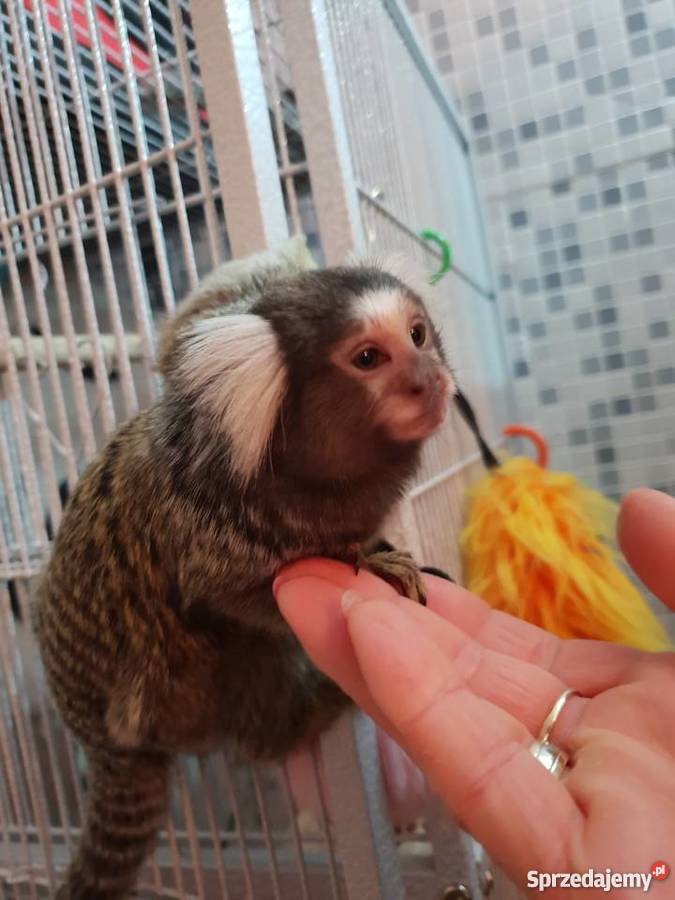 Małpki Marmozeta klatka Czaplinek