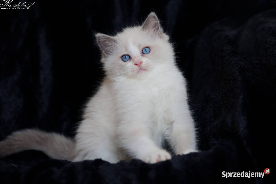Ragdoll przepiękny kocurek blue bicolor z Stary Łajszczew