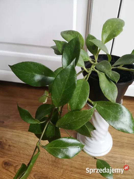 Hoya sunrise sadzonka w ziemi OLX Niepołomice