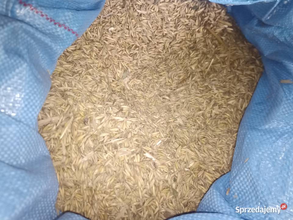 Owies zbiór 2025 Włosienica