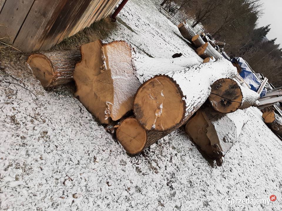 Dąb tartaczny Leśnictwo Zakliczyn