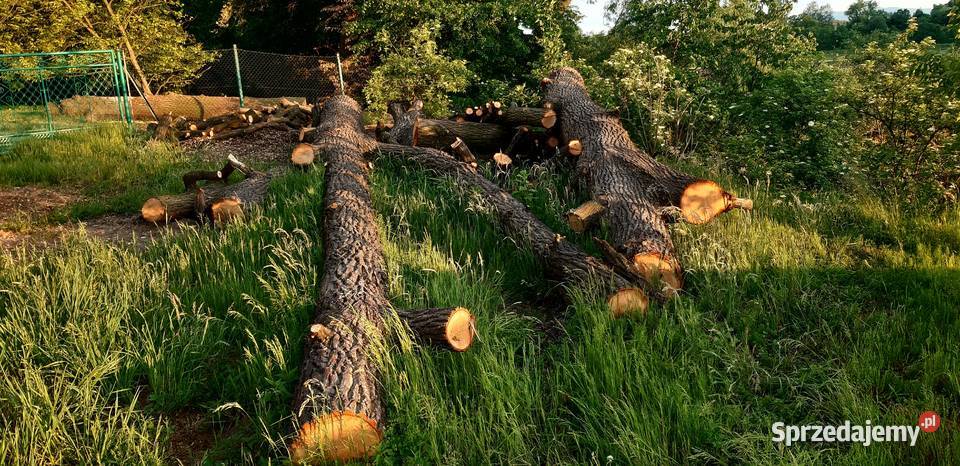 Kłody Dębowe zdrowe niesezonowane ponad 7 m3 śląskie Dankowice