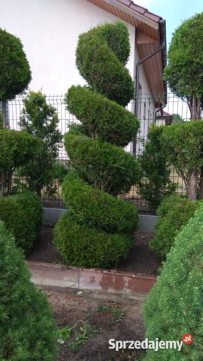 Usługi ogrodnicze i malowanie i budowlane Szczecinek