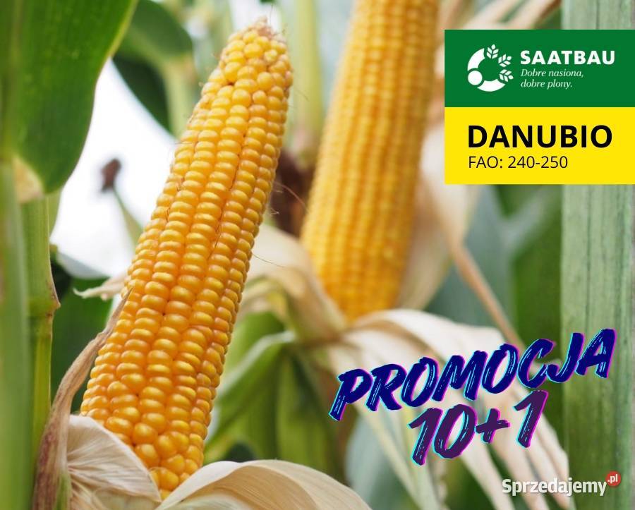 Materiał siewny kukurydza Danubio FAO 240250 warmińsko-mazurskie
