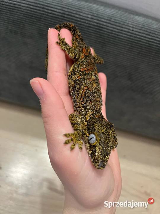 Gekon gargulcowy samica 4 sztuki Gady i płazy Bielsko-Biała