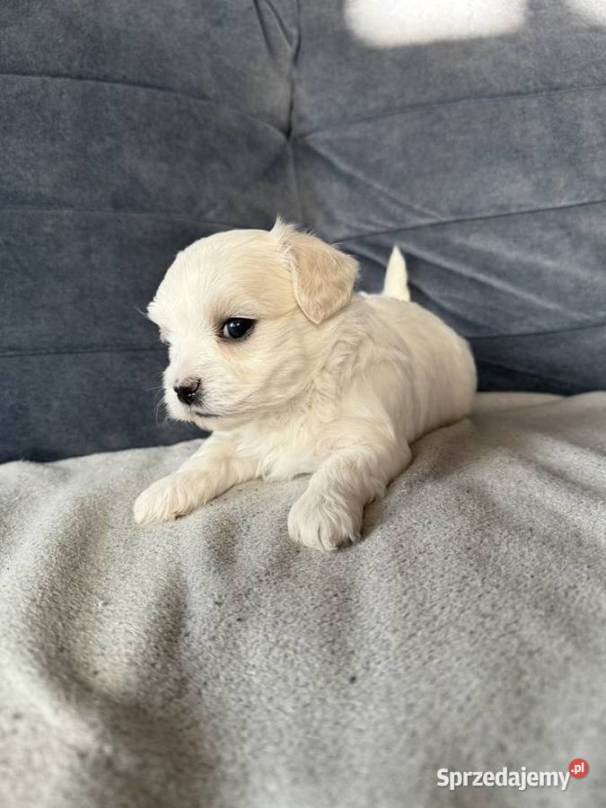 Maltanczyk piesek dolnośląskie