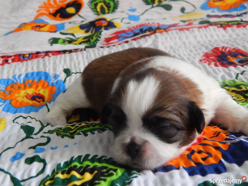 Shih Tzu Cudowny Piesek Maleńkich Rodzicach Dąbrowa Górnicza sprzedam