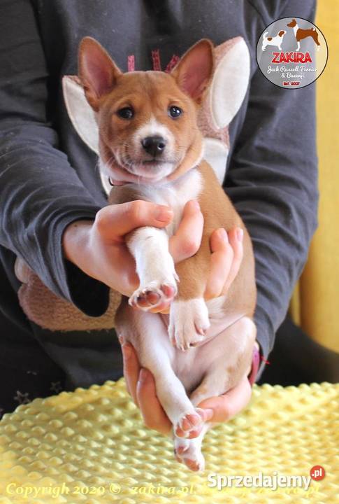 Szczenięta Basenji na Jesień MultiChampionach Ruda Śląska