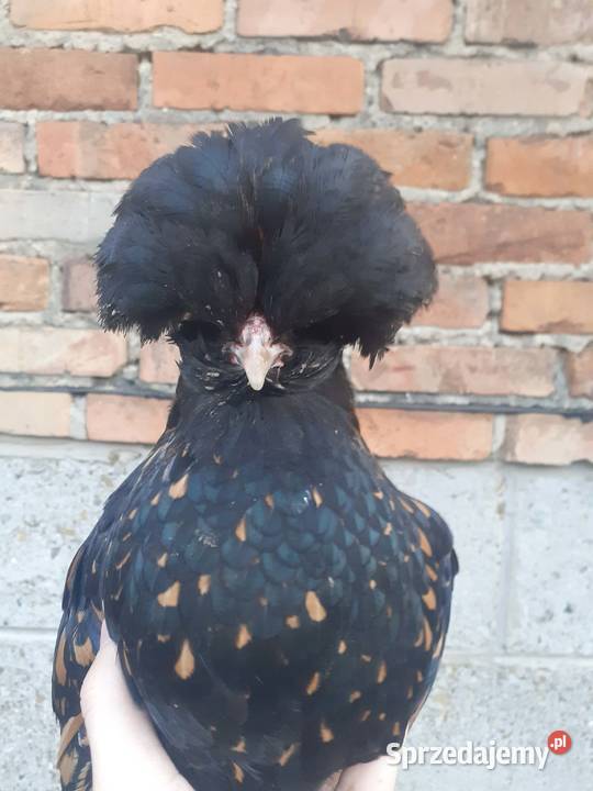 Para czubatek polskich Frysztak