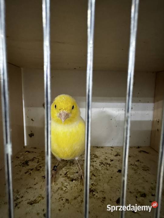 Kanarki Samce 2025 Cianowice