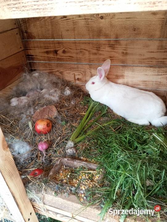 Króliki Termondzkie samice i samce młode i Krasnystaw sprzedam