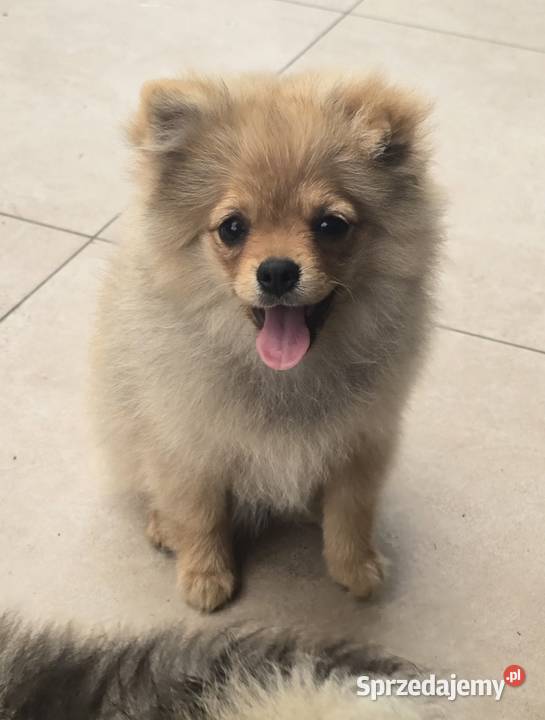 Pomeranian suczka szpic miniaturowy zkwp FCI