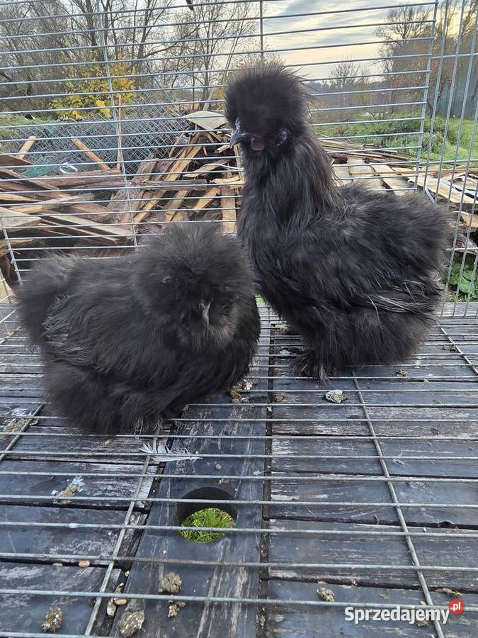 Pary hodowlane kur ozdobnych zachodniopomorskie Pyrzyce