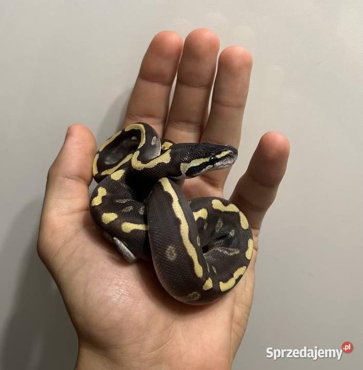 Pyton Królewski GHI MOJAVE ENCHI samiec Gady i płazy Gniezno