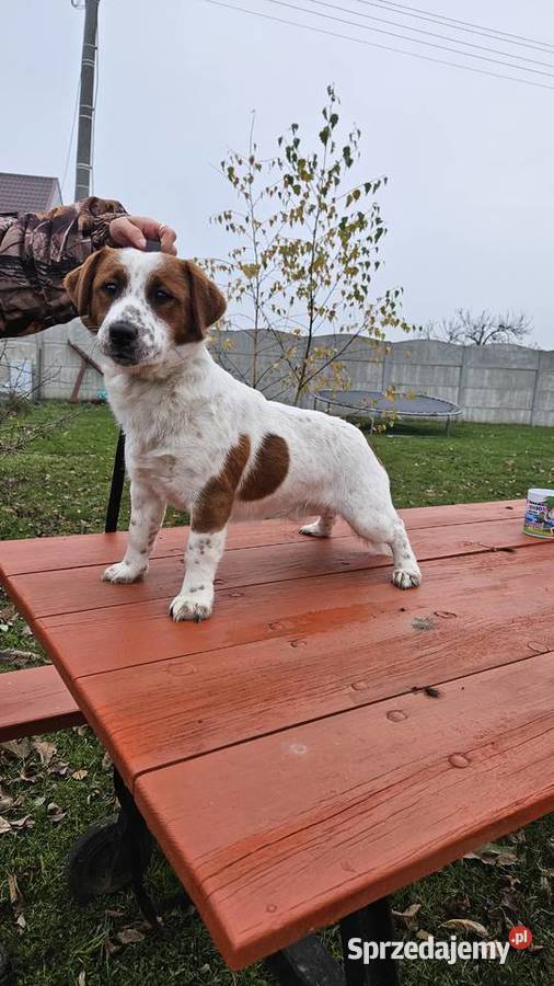 Jack russell terrier pies Gostyń