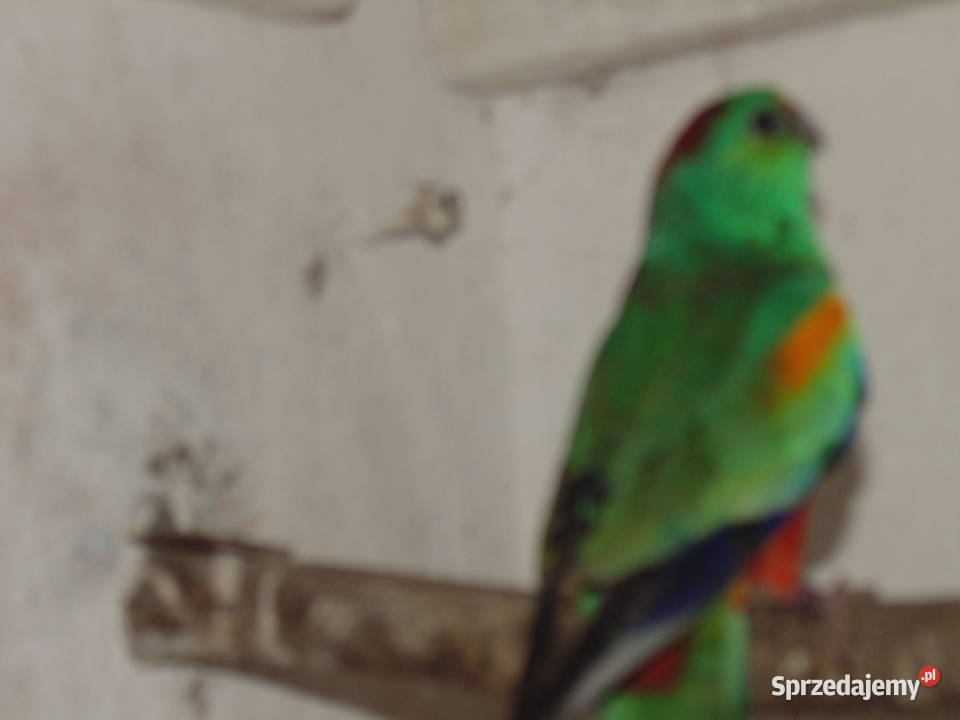 swiergotka wielobarwna 10 Racibórz